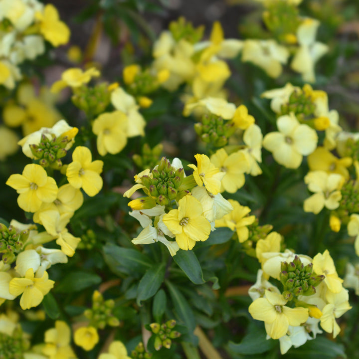 Erysimum cheiri 'Sugar Rush Primrose' ~ Sugar Rush™ Primrose Wallflower-ServeScape