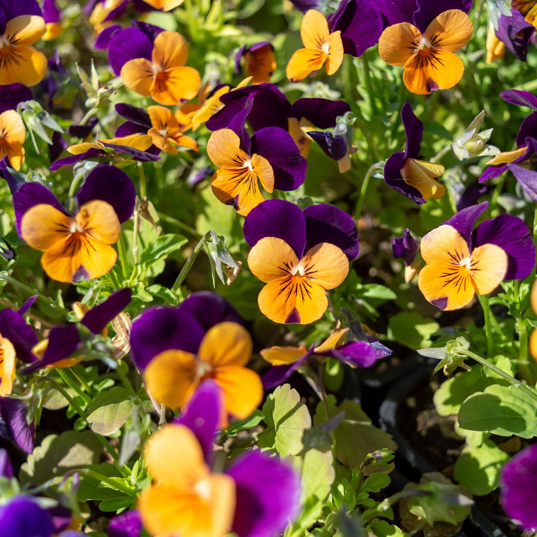 Viola cornuta 'Admire Orange Purple Wing' ~ Admire® Orange Purple Wing Viola-ServeScape