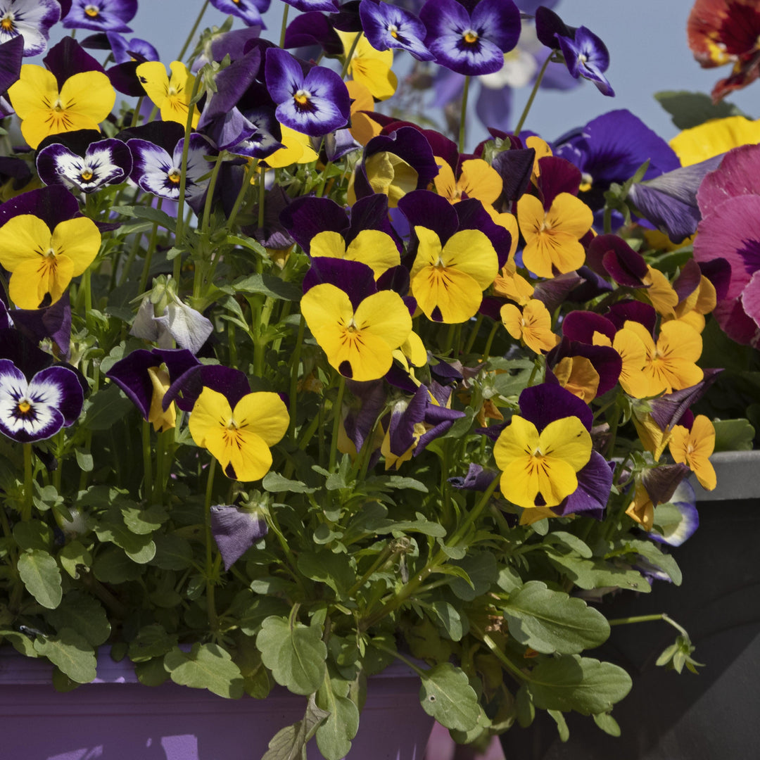 Viola cornuta 'Admire Yellow Purple Wing' ~ Admire® Yellow Purple Wing Viola-ServeScape
