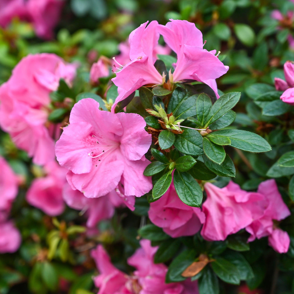 Rhododendron x 'RLH1-19P17' PP31043 ~ Bloom-A-Thon® Pink Cupcake® Reblooming Azalea-ServeScape
