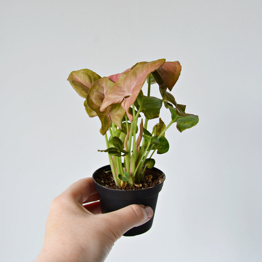 Syngonium podophyllum 'Neon Robusta' ~ Neon Robusta Arrowhead Plant-ServeScape