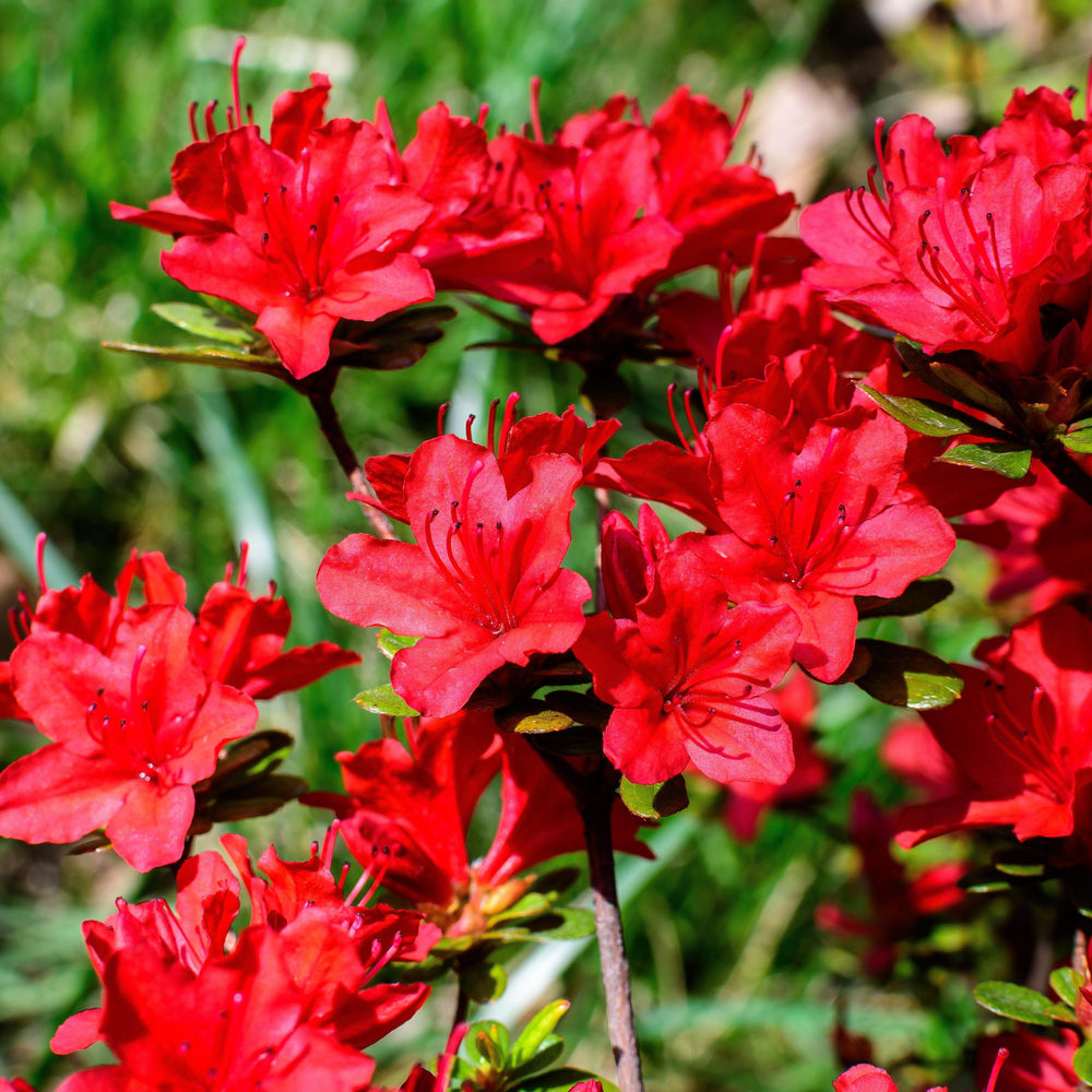 Rhododendron x ‘'MNIHAR018' ~ Echo® Love U Lots™ Azalea-ServeScape