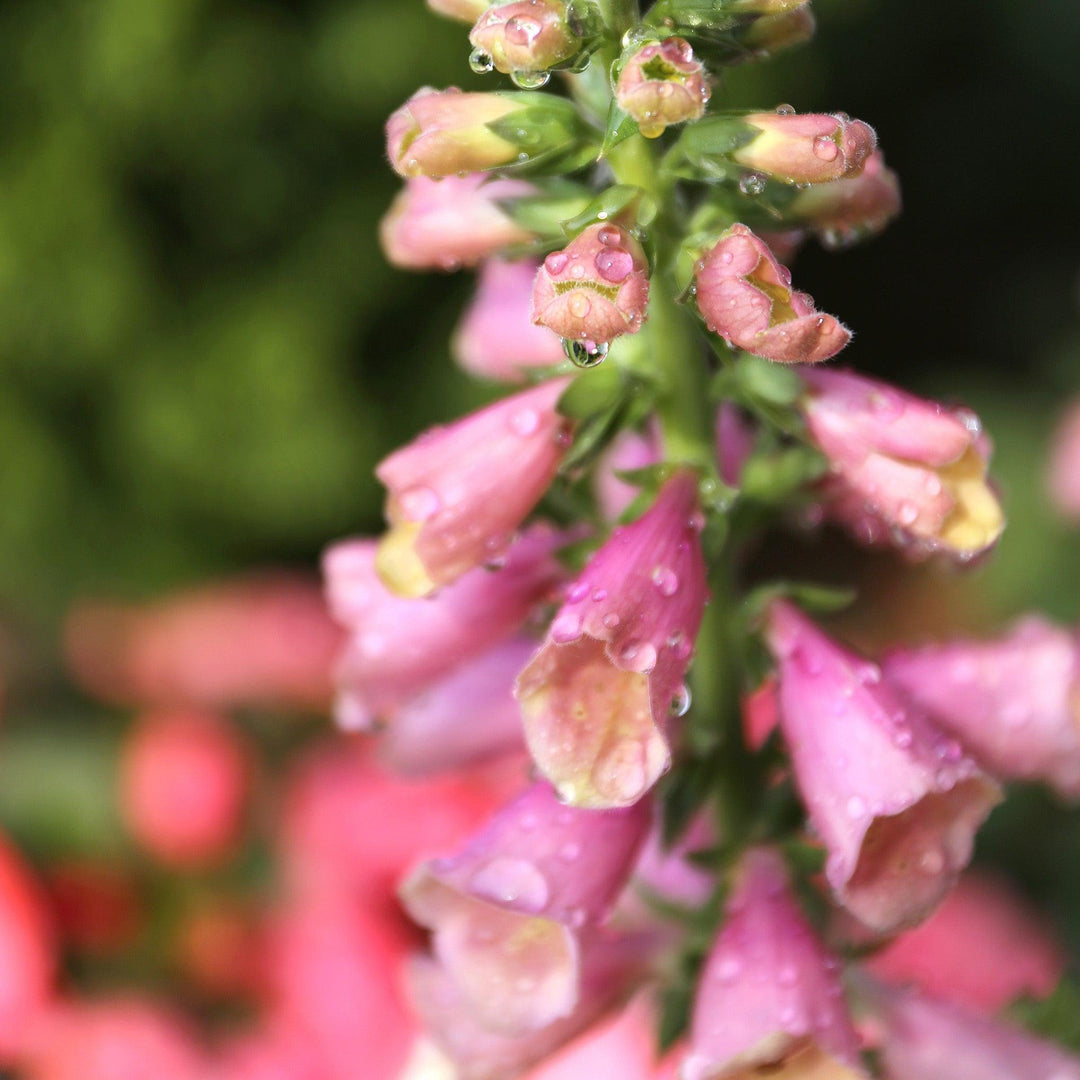 Digitalis ''Balroxose' ~ Arctic Fox Rose Foxglove-ServeScape