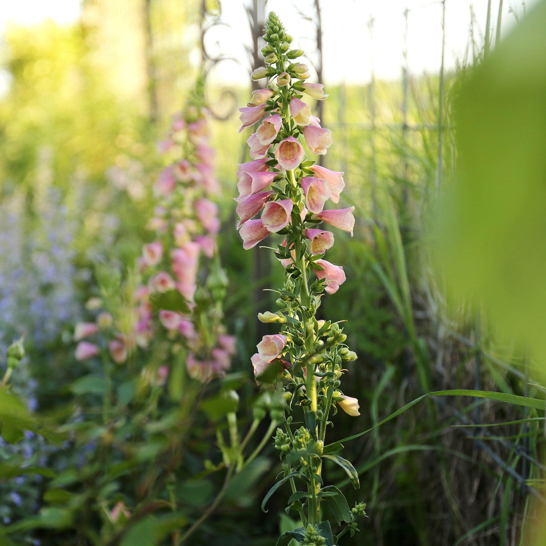 Digitalis ''Balroxose' ~ Arctic Fox Rose Foxglove-ServeScape