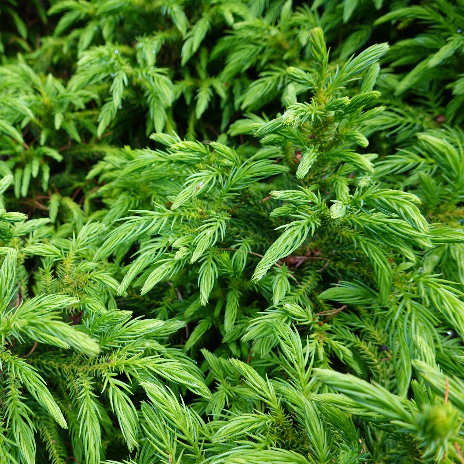 Cryptomeria japonica 'Koshyi' ~ Koshyi Japanese Cedar-ServeScape