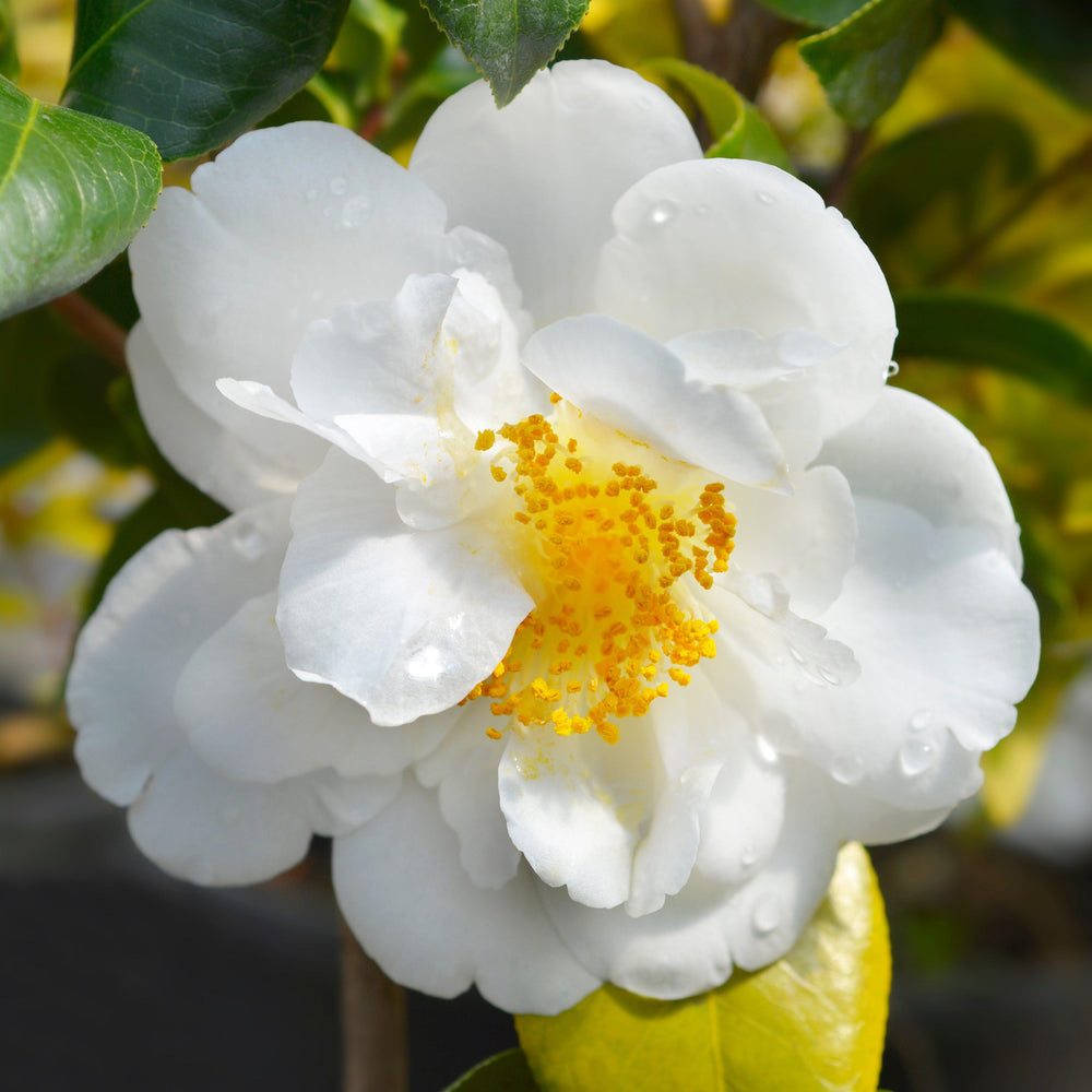 Camellia japonica 'White Empress' ~ White Empress Camellia-ServeScape