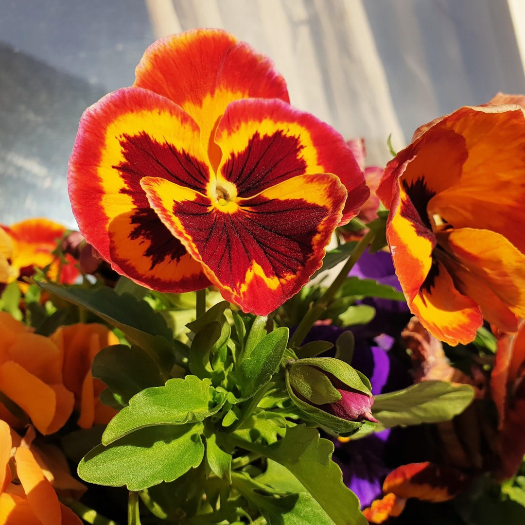 Viola x wittrockiana 'Mammoth On Fire' ~ Mammoth™ On Fire Pansy-ServeScape