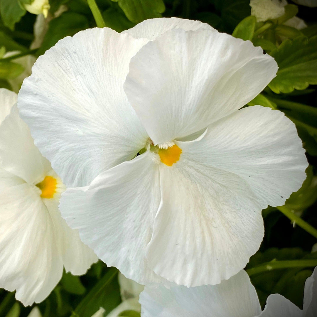 Viola x wittrockiana 'Inspire Plus White' ~ Inspire® Plus White Pansy-ServeScape
