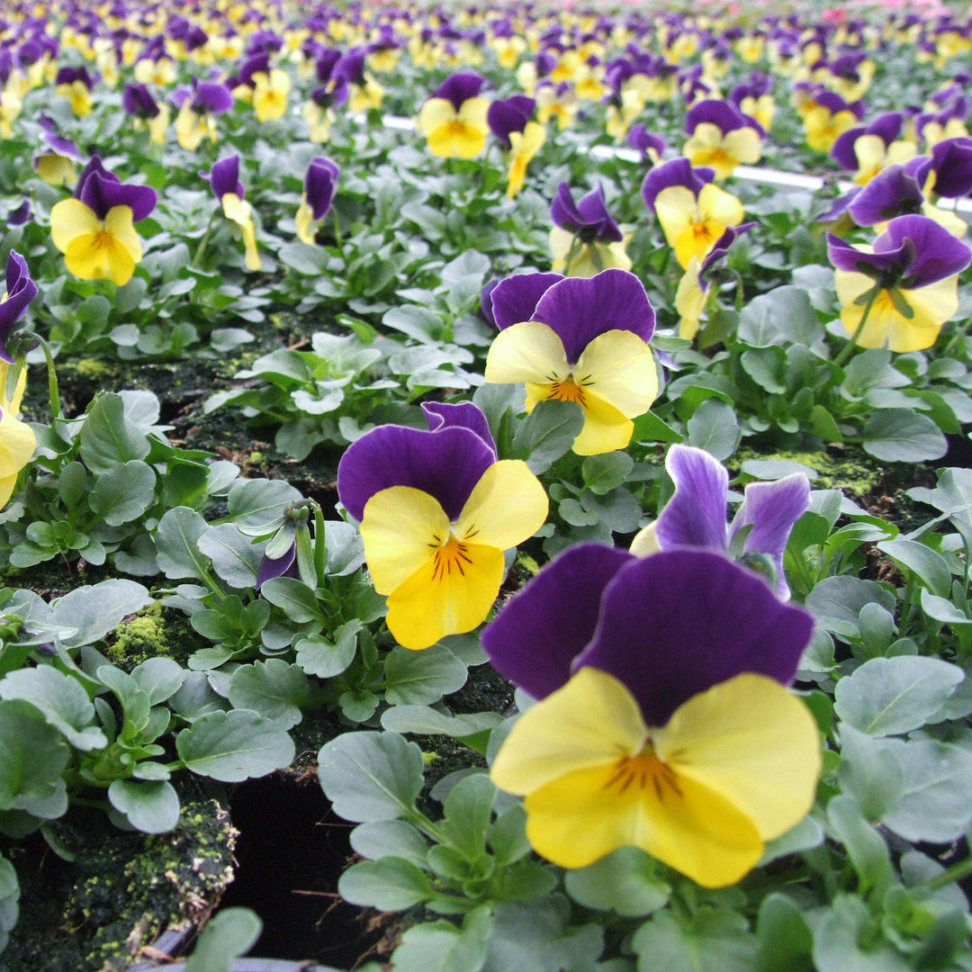 Viola cornuta 'Admire Lemon Purple Wing' ~ Admire® Lemon Purple Wing Viola-ServeScape