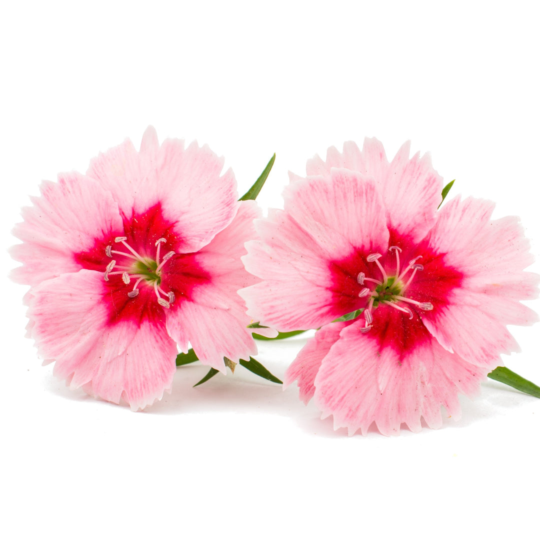 Dianthus 'Angel of Hope' ~ Scent from Heaven™ Angel of Hope Dianthus-ServeScape
