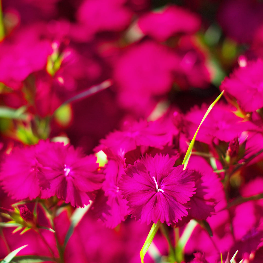 Dianthus 'Telstar Purple' ~ Telstar Purple Dianthus-ServeScape