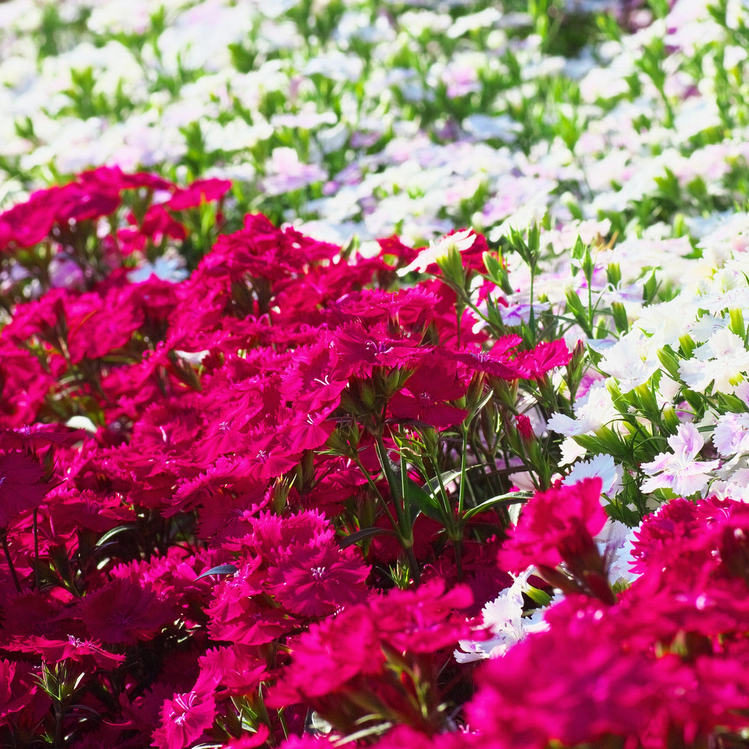 Dianthus 'Telstar Purple' ~ Telstar Purple Dianthus-ServeScape