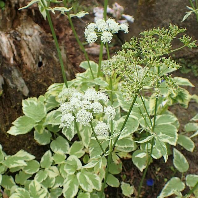 Aegopodium podagraria 'Variegatum' ~ Variegated Bishop's Weed-ServeScape