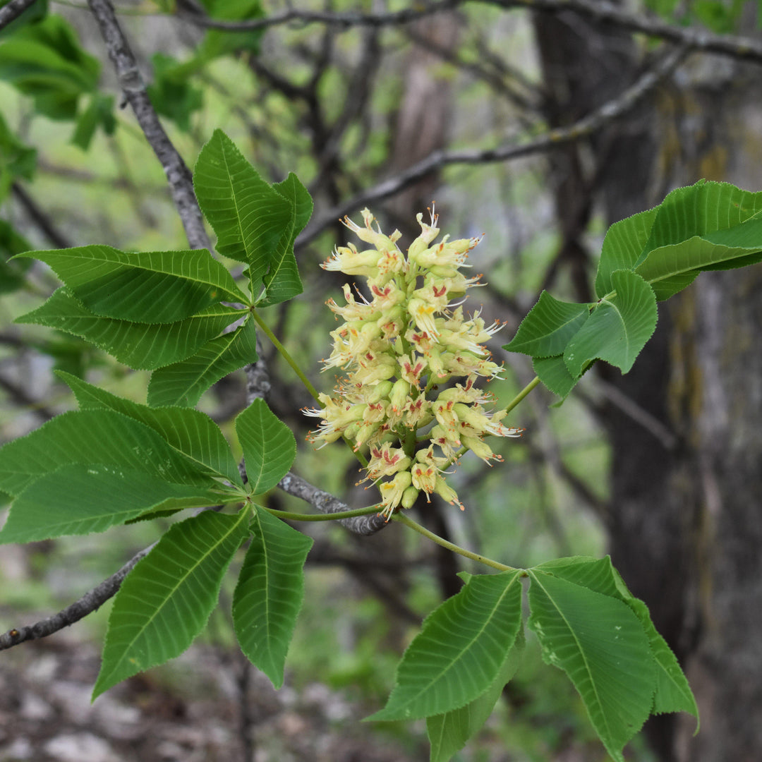 Aesculus glabra ~ Ohio Buckeye-ServeScape