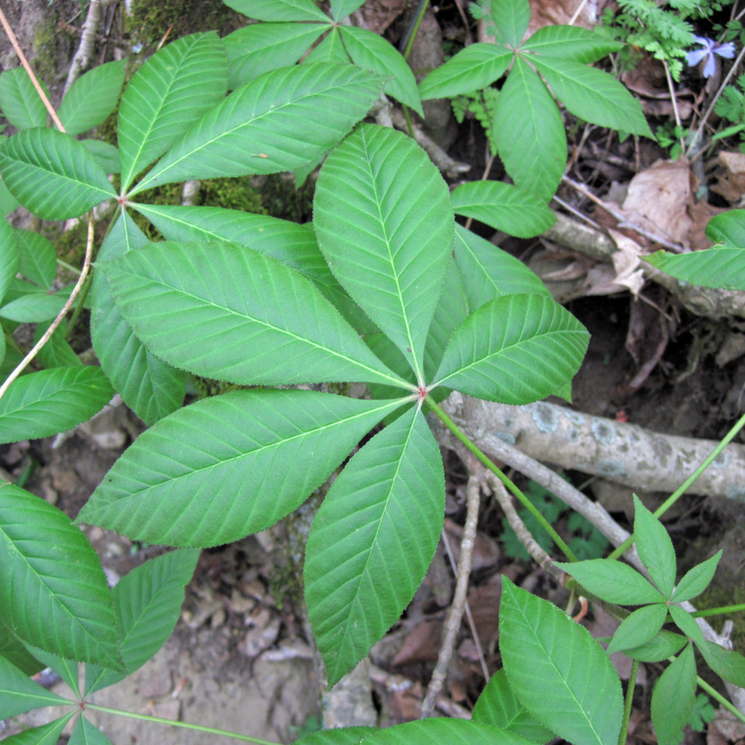 Aesculus glabra ~ Ohio Buckeye-ServeScape