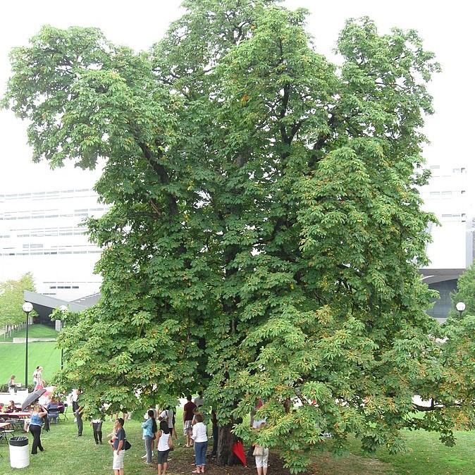 Aesculus glabra ~ Ohio Buckeye-ServeScape