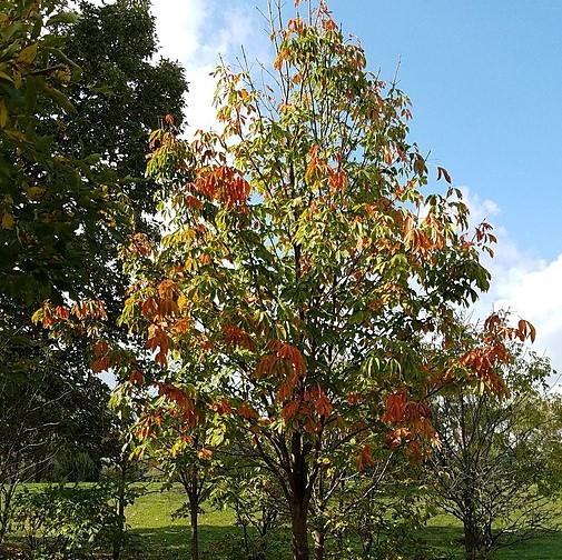 Aesculus octandra ~ Yellow Buckeye-ServeScape