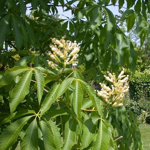 Aesculus octandra ~ Yellow Buckeye - Delivered By ServeScape