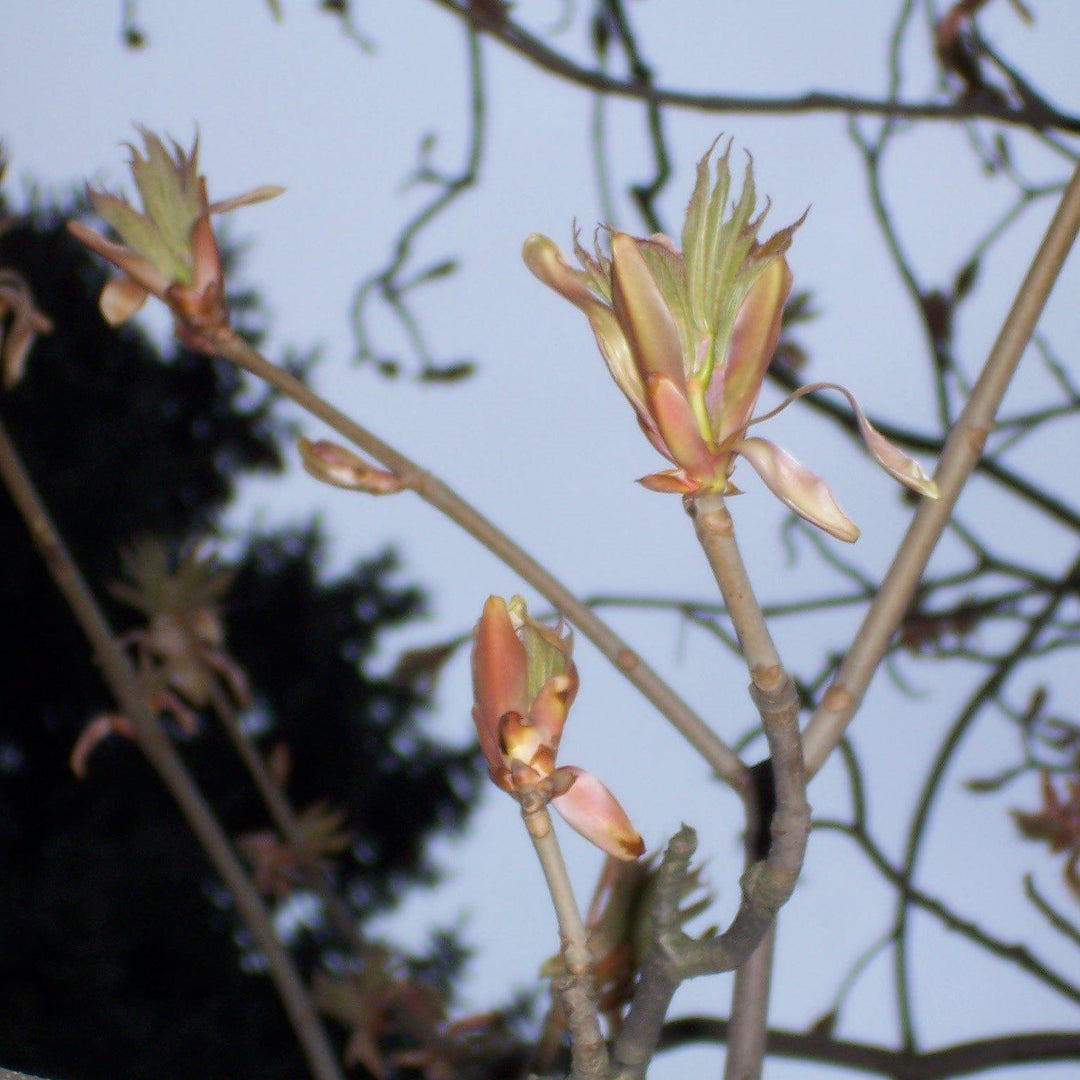 Aesculus octandra ~ Yellow Buckeye-ServeScape