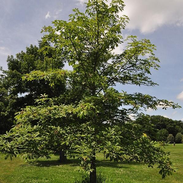 Aesculus octandra ~ Yellow Buckeye-ServeScape