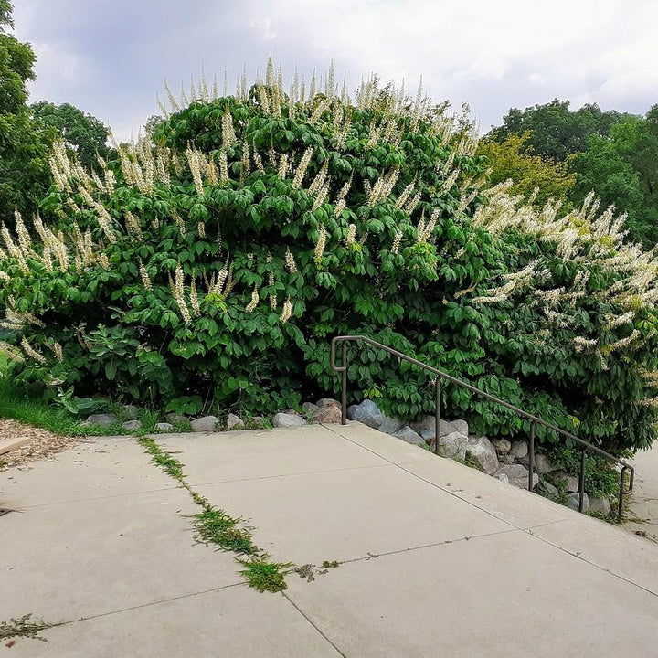 Aesculus parviflora ~ Buckeye Bottlebrush-ServeScape