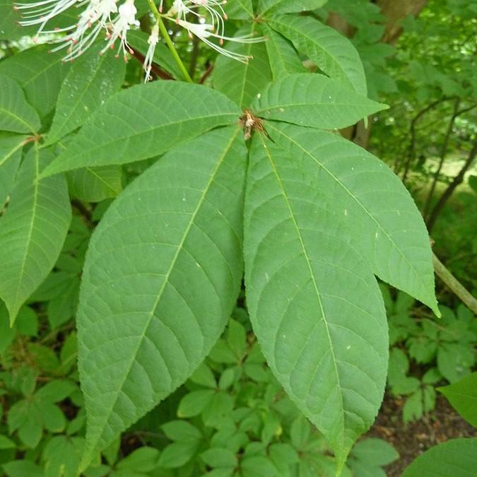 Aesculus parviflora ~ Buckeye Bottlebrush-ServeScape