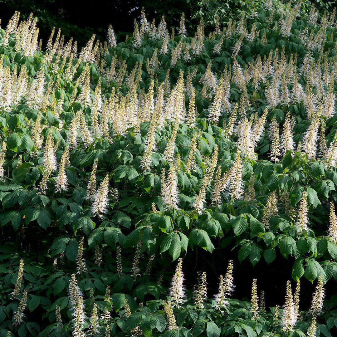 Aesculus parviflora ~ Buckeye Bottlebrush - Delivered By ServeScape