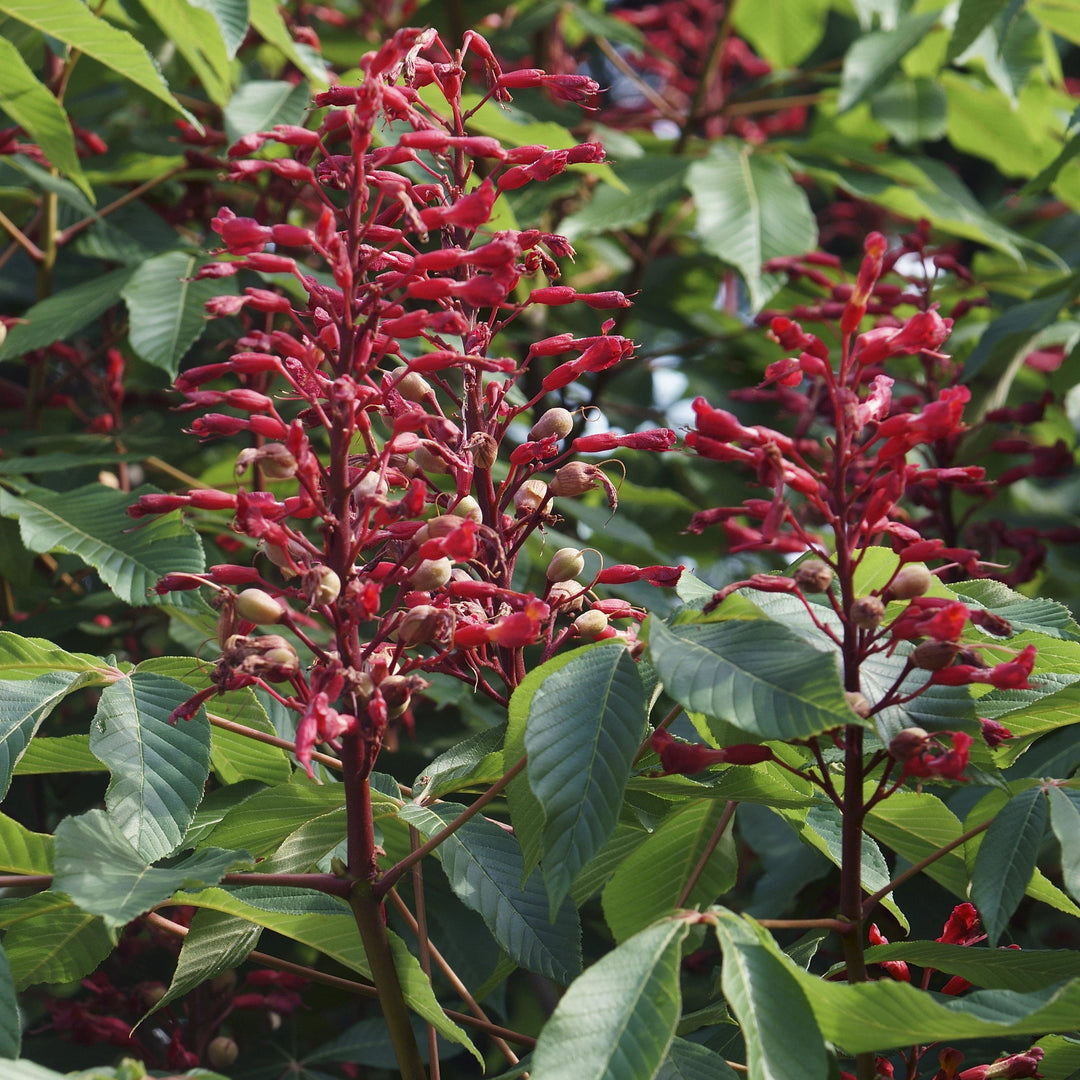 Aesculus pavia ~ Red Buckeye - Delivered By ServeScape
