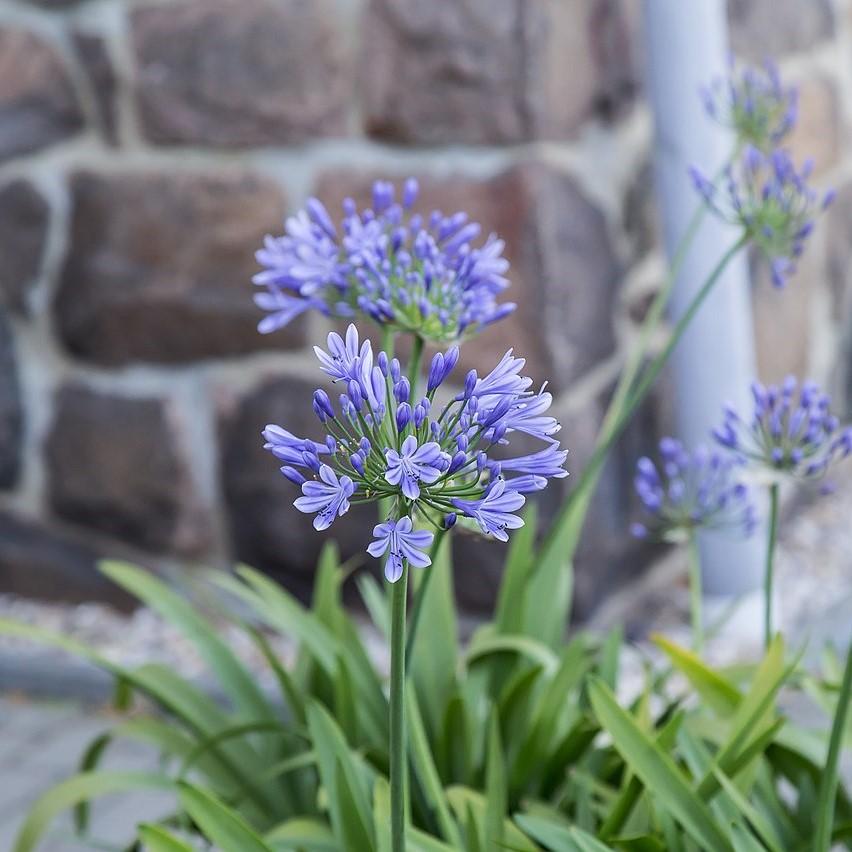 Agapanthus 'Benfran' ~ Baby Pete™ Lily of the Nile, Agapanthus-ServeScape