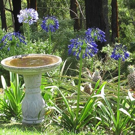 Agapanthus 'Blue Yonder' ~ Blue Yonder Lily of the Nile-ServeScape