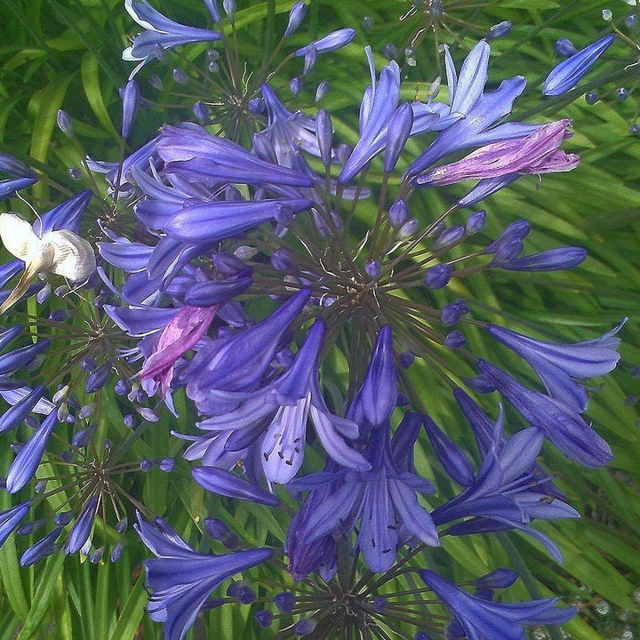 Agapanthus 'Blue Yonder' ~ Blue Yonder Lily of the Nile-ServeScape