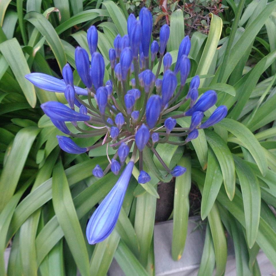 Agapanthus 'Blue Yonder' ~ Blue Yonder Lily of the Nile-ServeScape