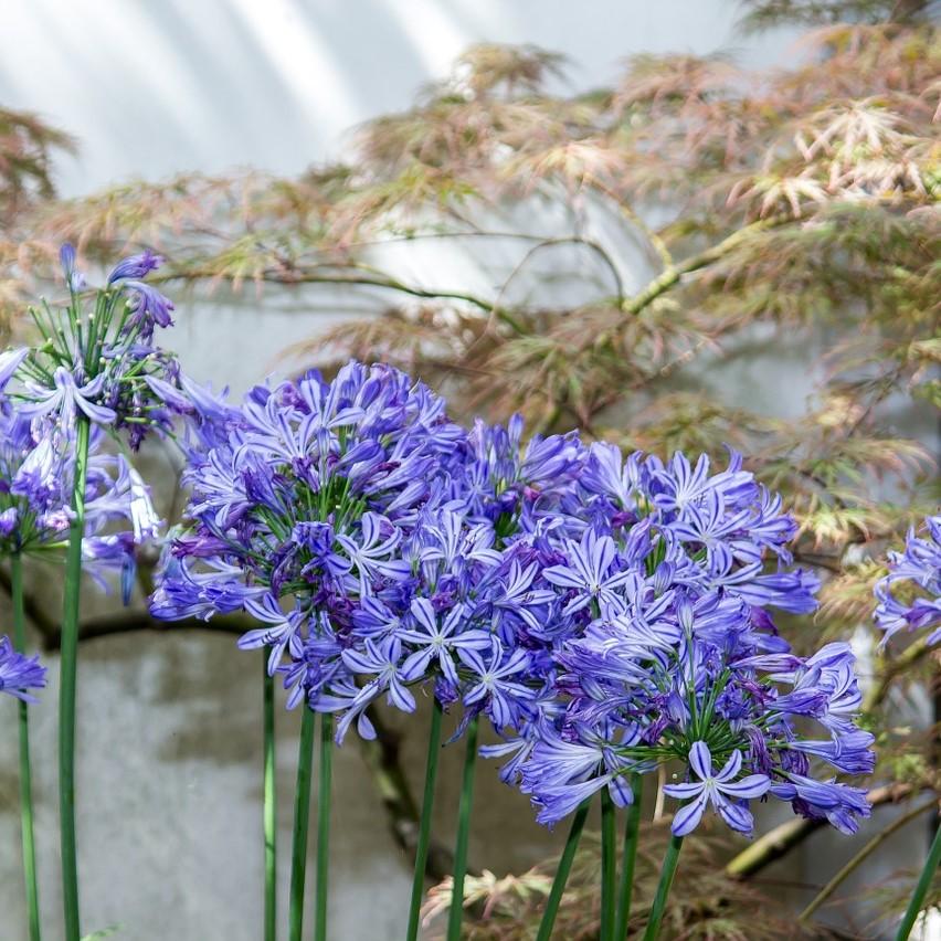 Agapanthus 'Northern Star' ~ Northern Star Agapanthus-ServeScape
