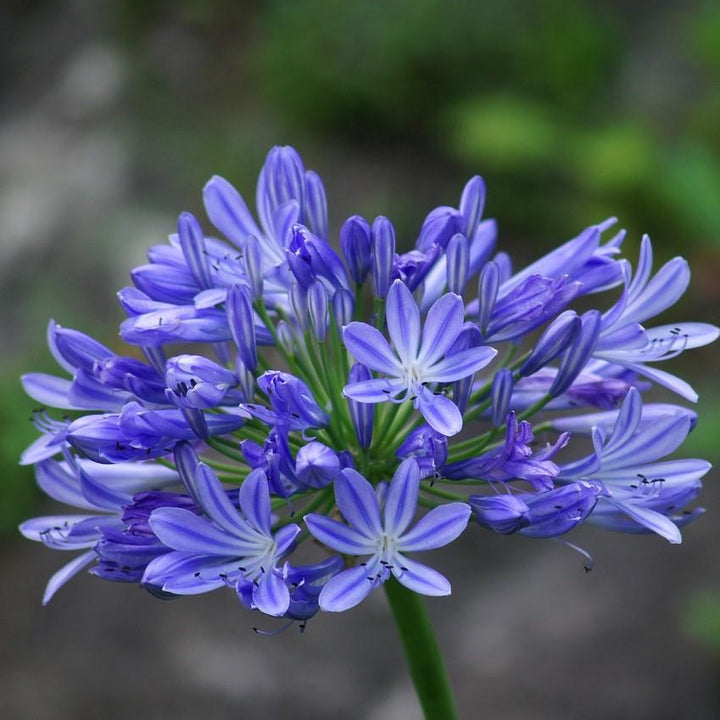 Agapanthus 'Northern Star' ~ Northern Star Agapanthus - Delivered By ServeScape