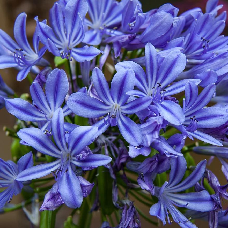 Agapanthus 'Northern Star' ~ Northern Star Agapanthus-ServeScape