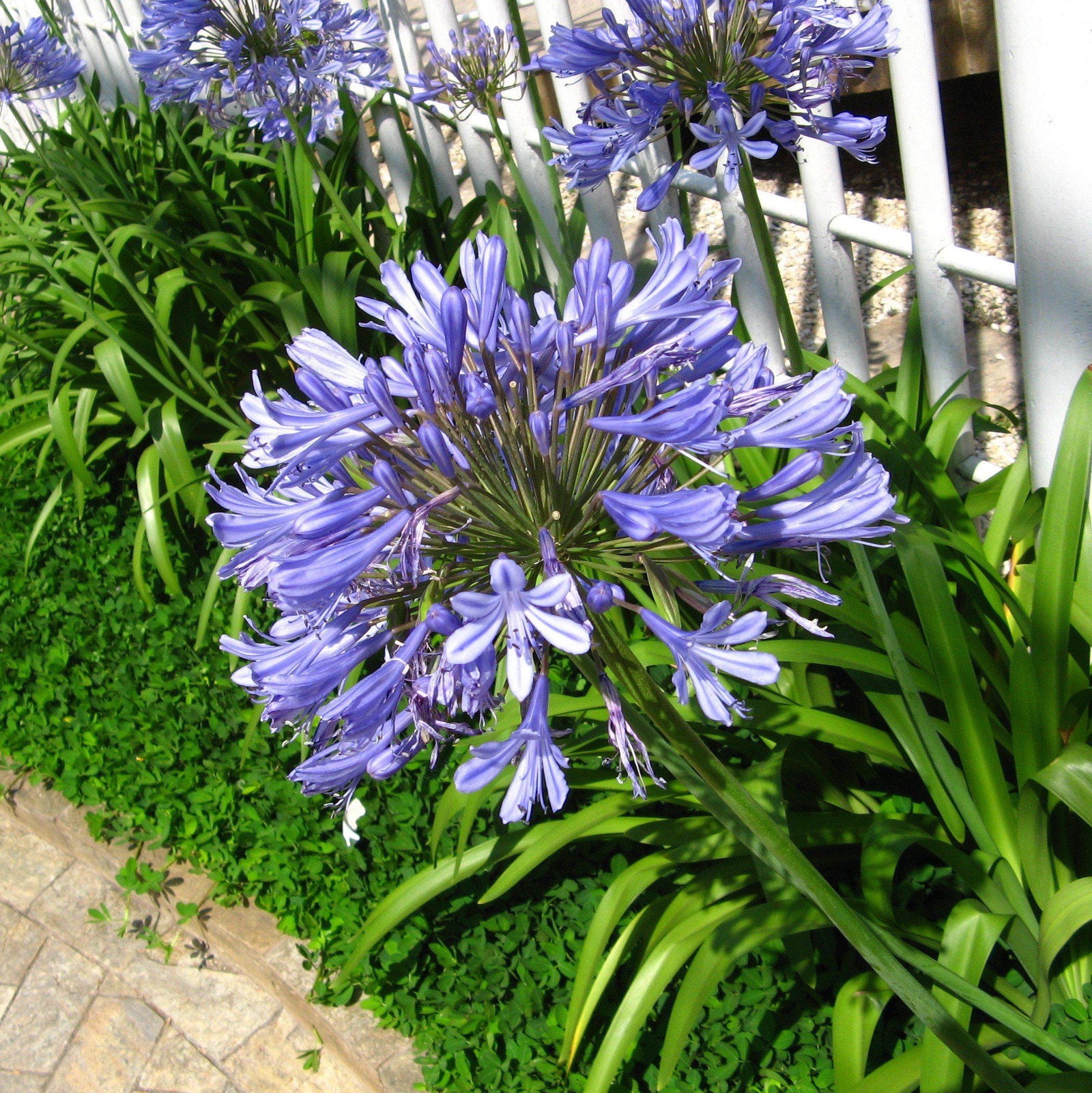 Agapanthus africanus ~ Blue Lily of the Nile-ServeScape