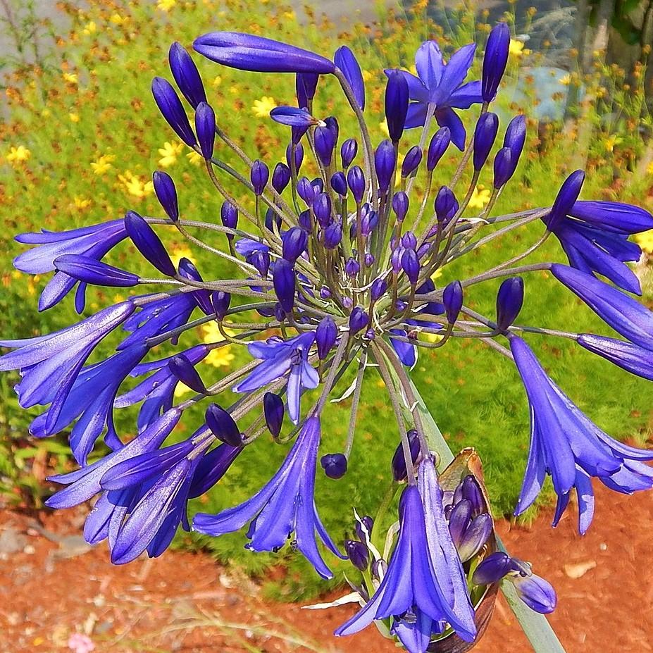 Agapanthus hybrid ‘Andbin’ PP#26336 ~ Ever Sapphire™ Agapanthus-ServeScape