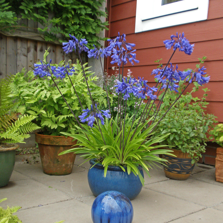 Agapanthus hybrid ‘Andbin’ PP#26336 ~ Ever Sapphire™ Agapanthus-ServeScape