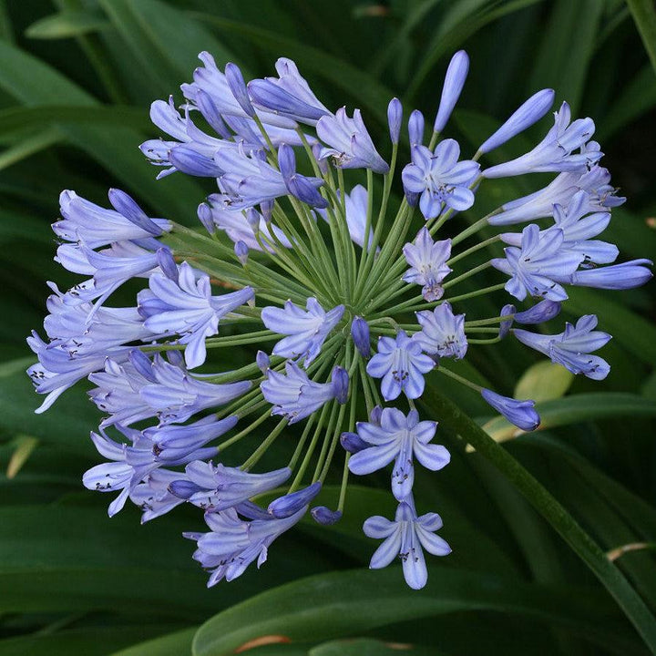 Agapanthus praecox 'Blue' ~ African Blue Lily-ServeScape