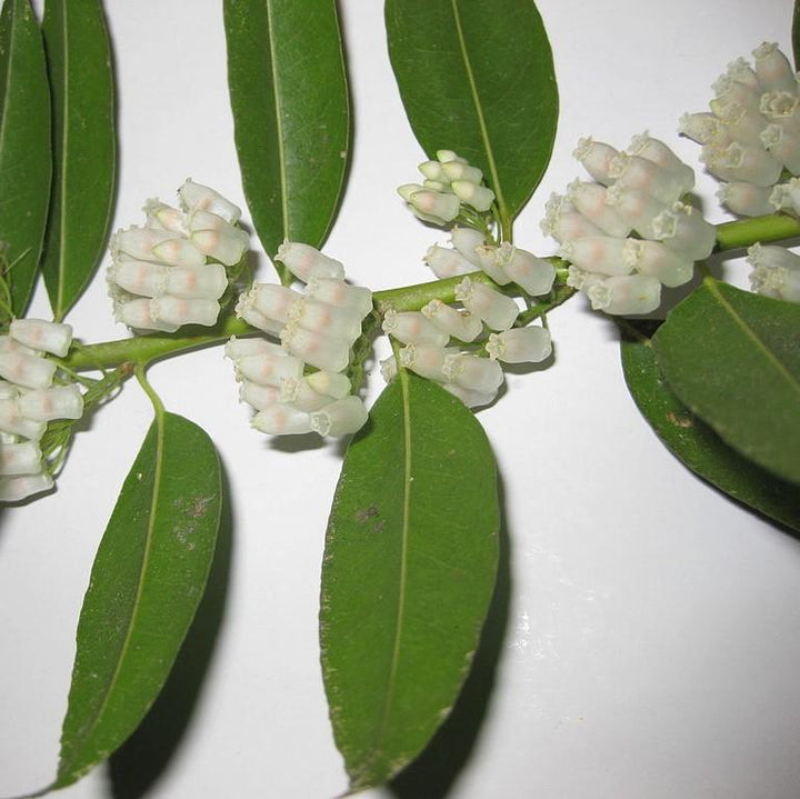 Agarista populifolia ~ Florida Leucothoe-ServeScape