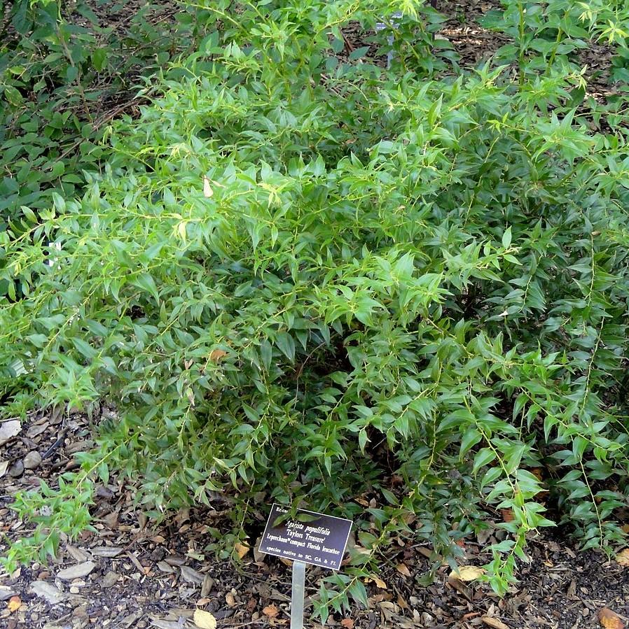Agarista populifolia 'Taylor's Treasure' ~ Leprechaun™ Florida Leucothoe-ServeScape