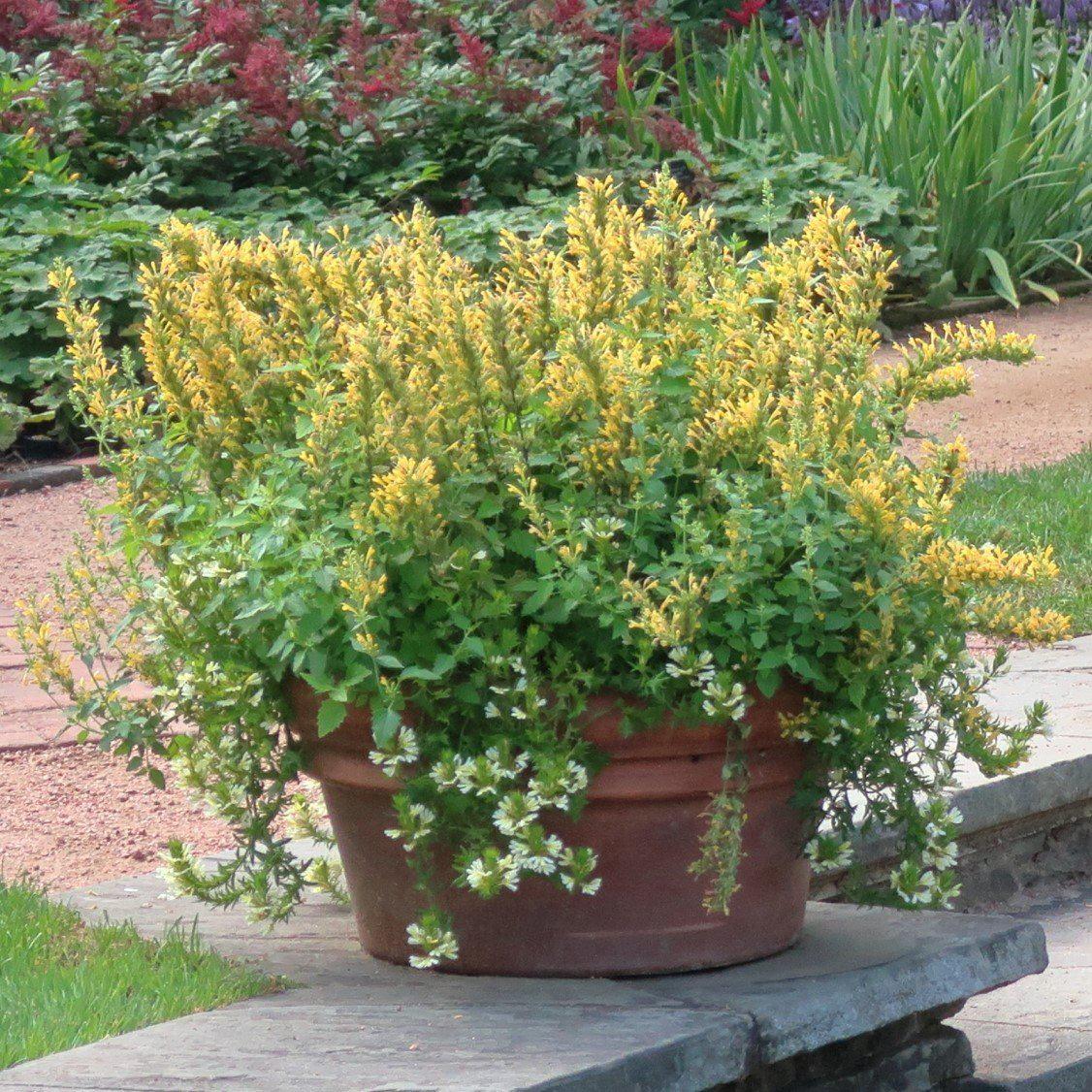 Agastache ‘Kudos Yellow’ ~  Kudos™ Yellow Hummingbird Mint, Hyssop - Delivered By ServeScape