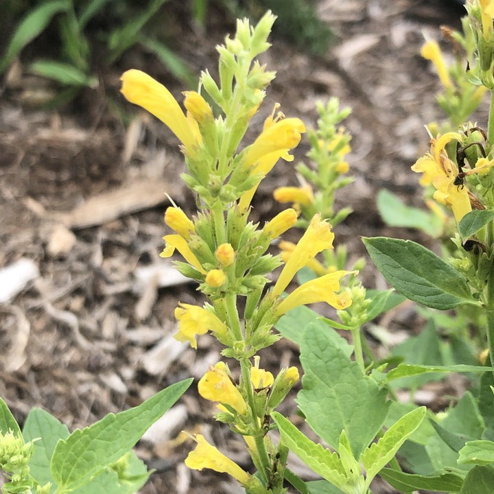 Agastache 'TNAGAPBY' ~ Poquito™ Butter Yellow Hyssop - Delivered By ServeScape