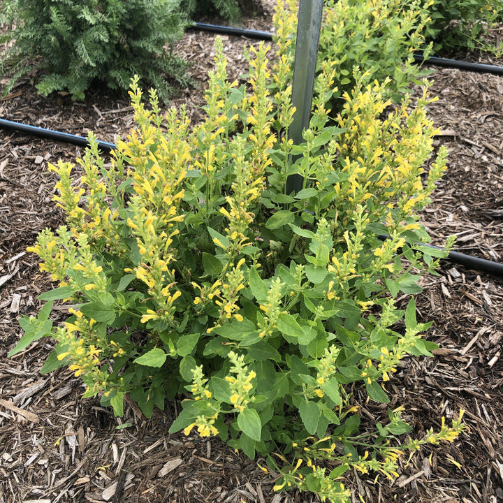 Agastache 'TNAGAPBY' ~ Poquito™ Butter Yellow Hyssop - Delivered By ServeScape