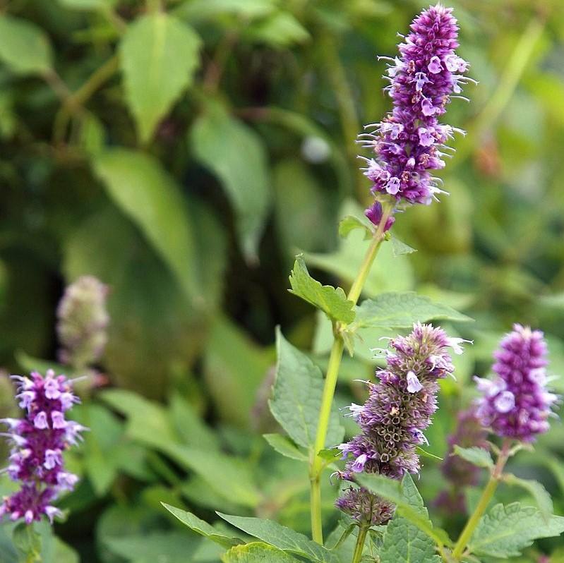 Agastache foeniculum 'Blue Fortune' ~ Blue Fortune Giant Hyssop-ServeScape