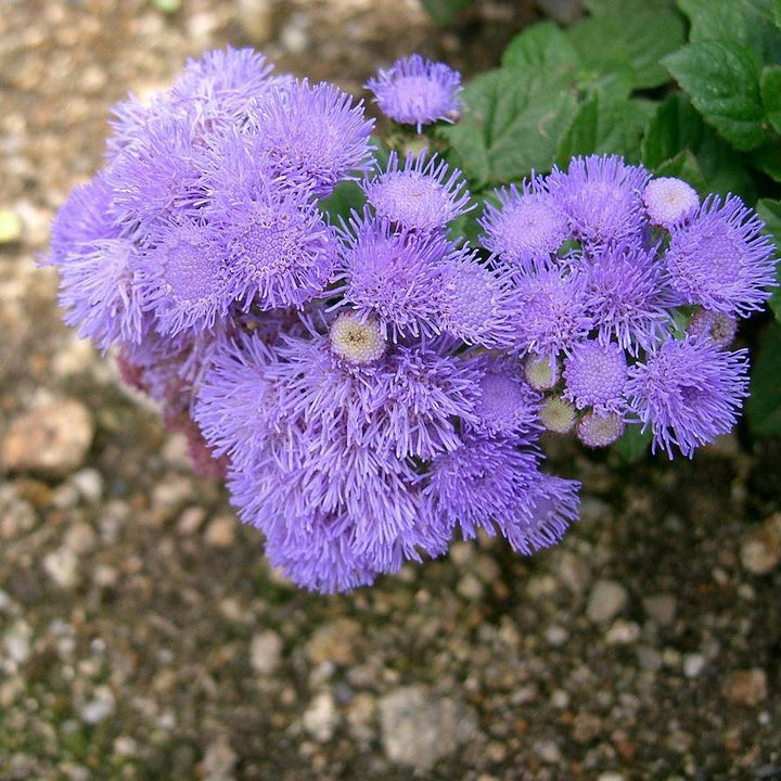 ageratum houstonianum 'Aloha Blue' ~ Aloha Blue Floss Flower-ServeScape