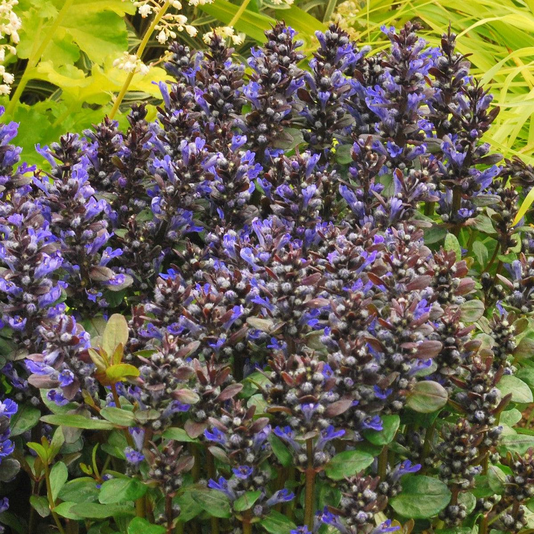 Ajuga reptans 'Blueberry Muffin' PP #22,092 ~ Blueberry Muffin Ajuga-ServeScape