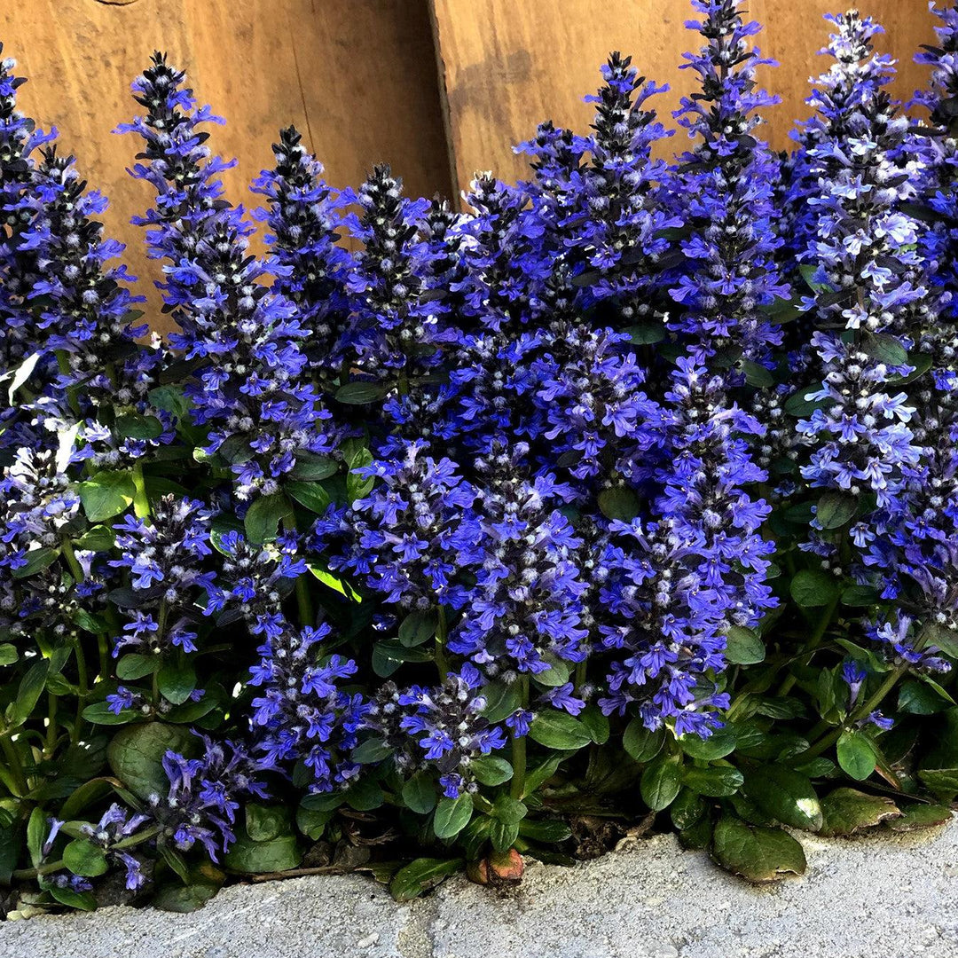 Ajuga reptans 'Blueberry Muffin' PP #22,092 ~ Blueberry Muffin Ajuga-ServeScape