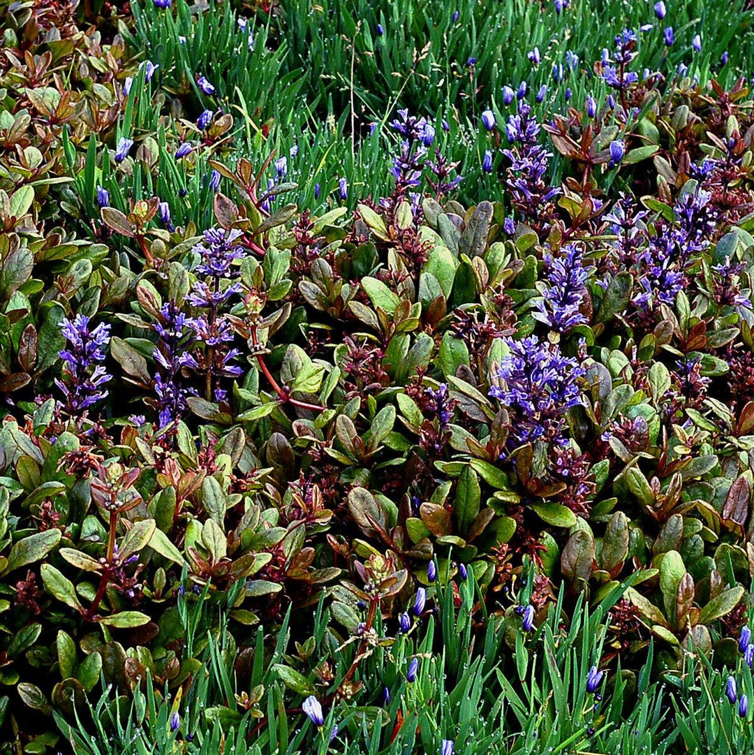 Ajuga reptans 'Blueberry Muffin' PP #22,092 ~ Blueberry Muffin Ajuga-ServeScape