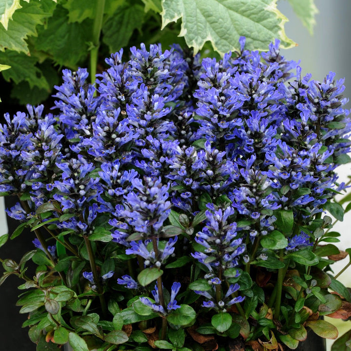 Ajuga reptans 'Blueberry Muffin' PP #22,092 ~ Blueberry Muffin Ajuga-ServeScape